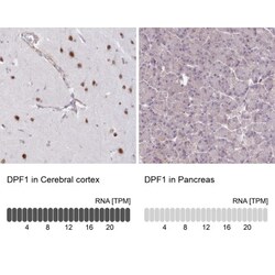 Neuro D4 Antibody, Novus Biologicals 0.1mL; Unlabeled:Antibodies, Polyclonal